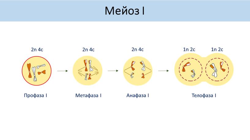 Профаза I Метафаза I Анафаза I