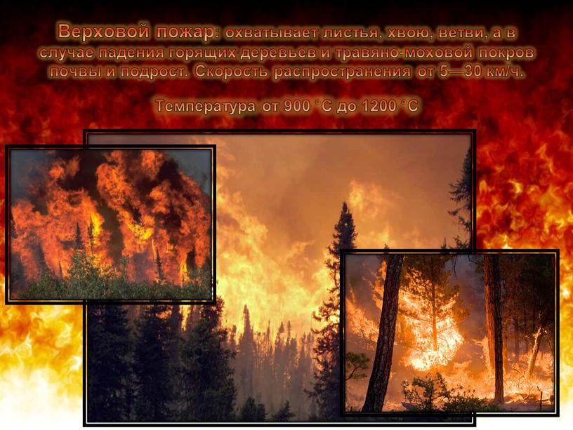 Верховой пожар: охватывает листья, хвою, ветви, а в случае падения горящих деревьев и травяно-моховой покров почвы и подрост