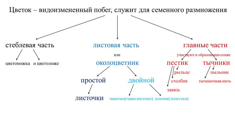 Цветок – видоизмененный побег, служит для семенного размножения стеблевая часть листовая часть главные части или участвуют в образовании семян цветоножка и цветоложе околоцветник пестик тычинки…