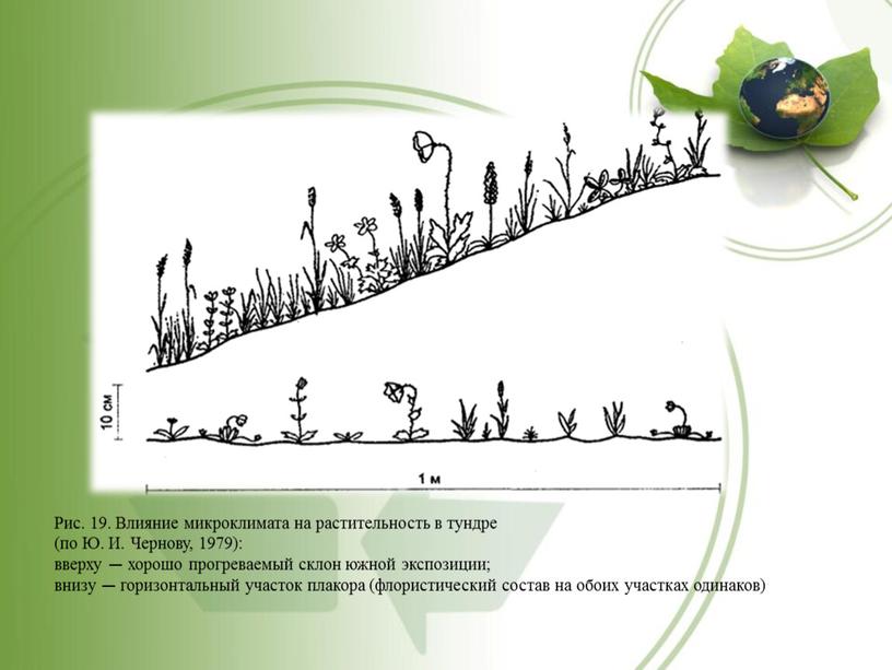 Рис. 19. Влияние микроклимата на растительность в тундре (по