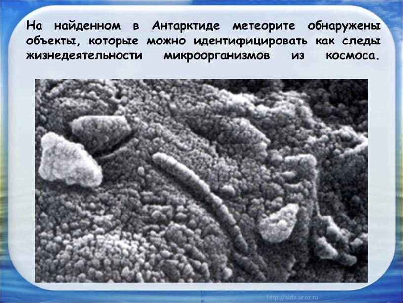 На найденном в Антарктиде метеорите обнаружены объекты, которые можно идентифицировать как следы жизнедеятельности микроорганизмов из космоса