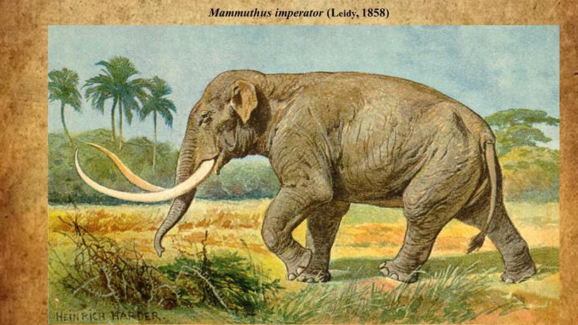 Mammuthus imperator (Leidy, 1858)