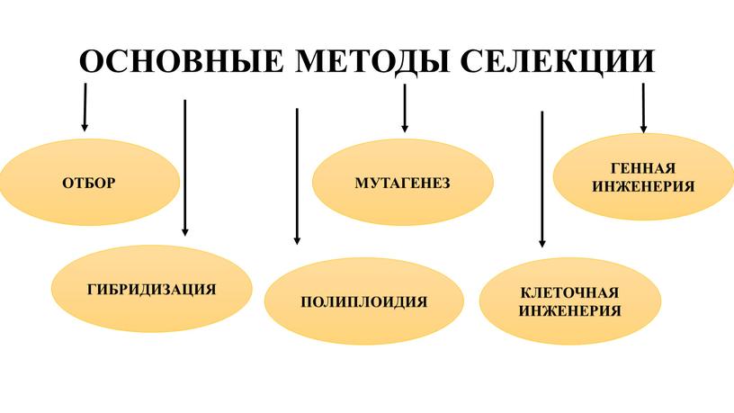 ОСНОВНЫЕ МЕТОДЫ СЕЛЕКЦИИ ОТБОР