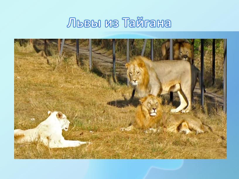 Львы из Тайгана