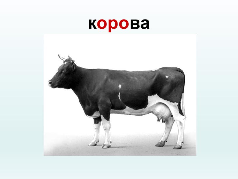 корова