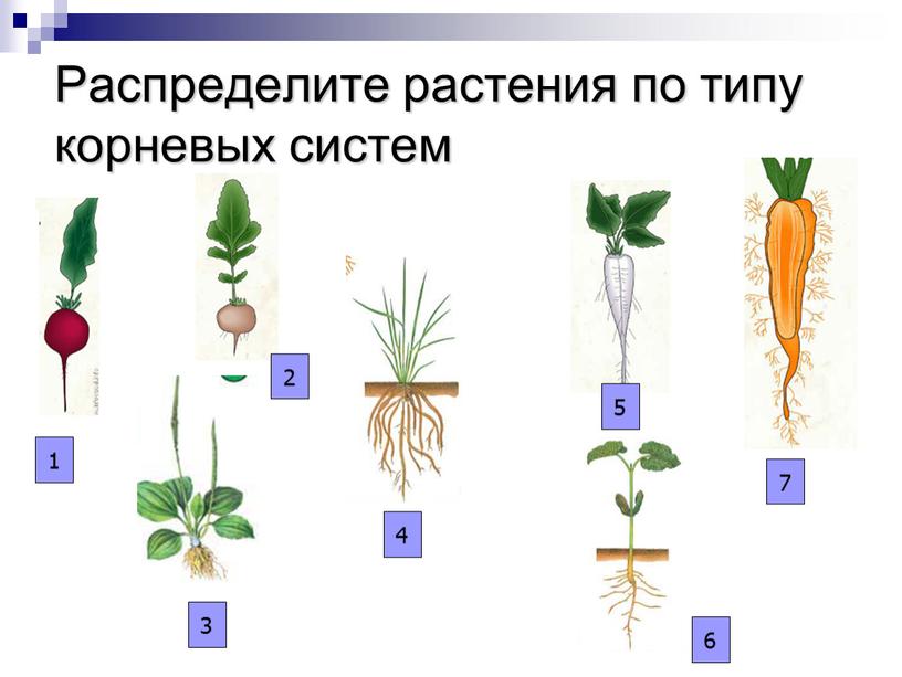 Распределите растения по типу корневых систем 1 2 3 4 6 5 7