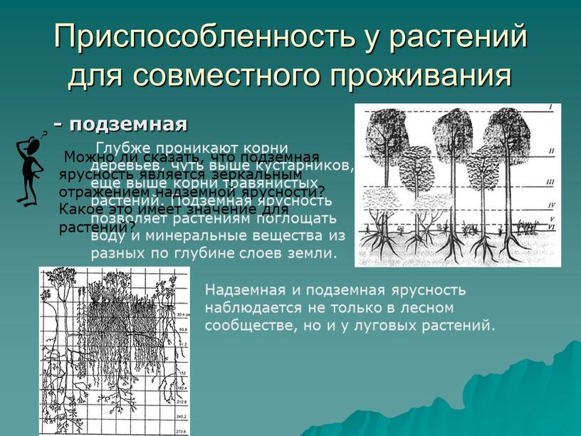 Приспособленность у растений для совместного проживания - подземная