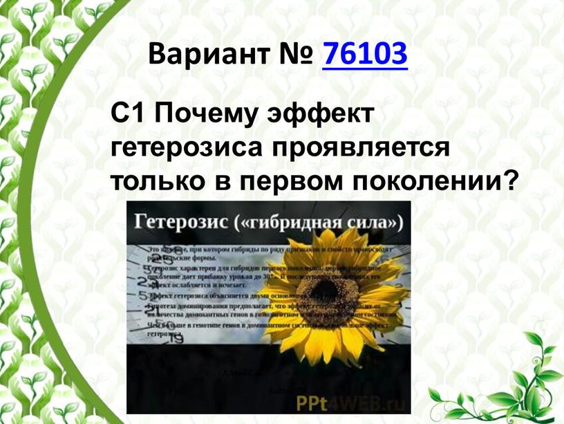 Вариант № 76103 С1 Почему эффект гетерозиса проявляется только в первом поколении?