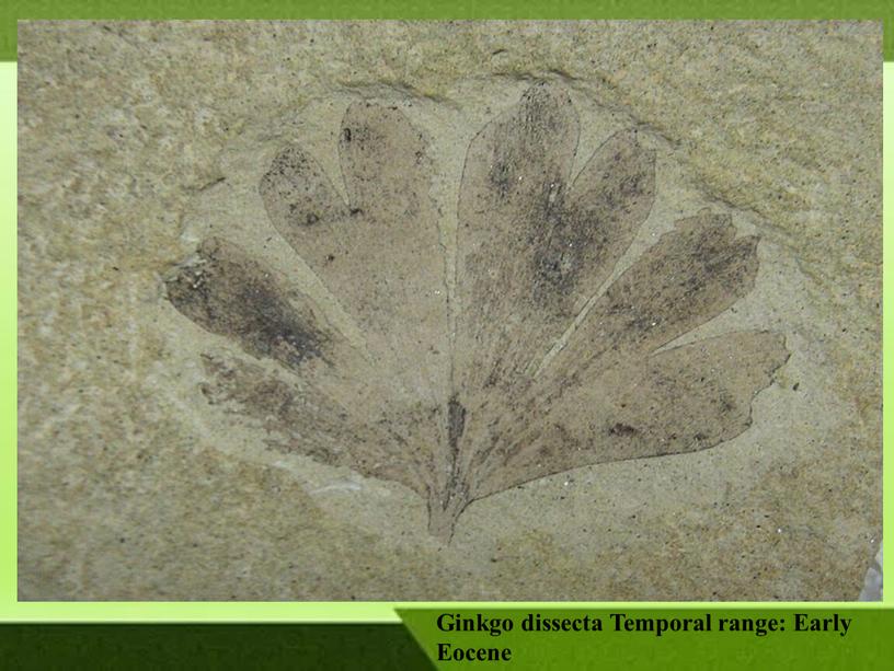 Ginkgo dissecta Temporal range: