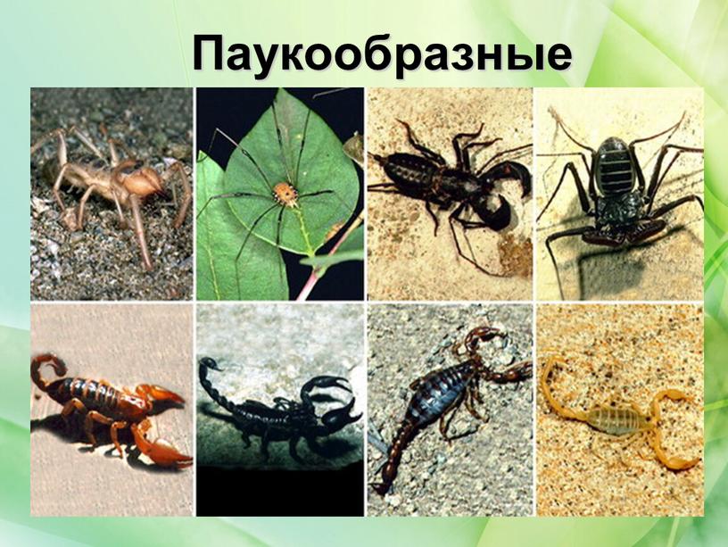 Паукообразные