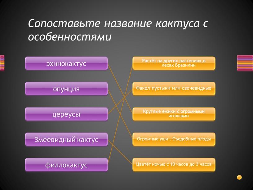 Сопоставьте название кактуса с особенностями опунция цереусы