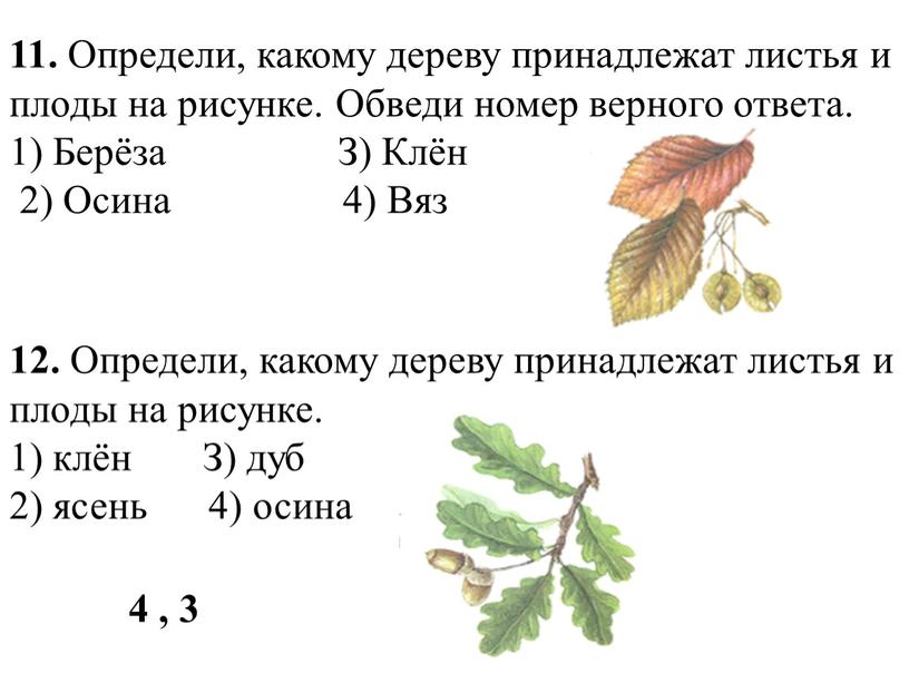 Определи, какому дереву принадлежат листья и плоды на рисунке