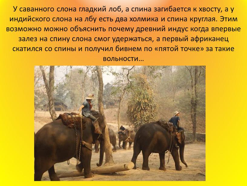 У саванного слона гладкий лоб, а спина загибается к хвосту, а у индийского слона на лбу есть два холмика и спина круглая