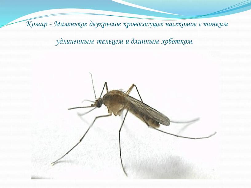 Комар - Маленькое двукрылое кровососущее насекомое с тонким удлиненным тельцем и длинным хоботком