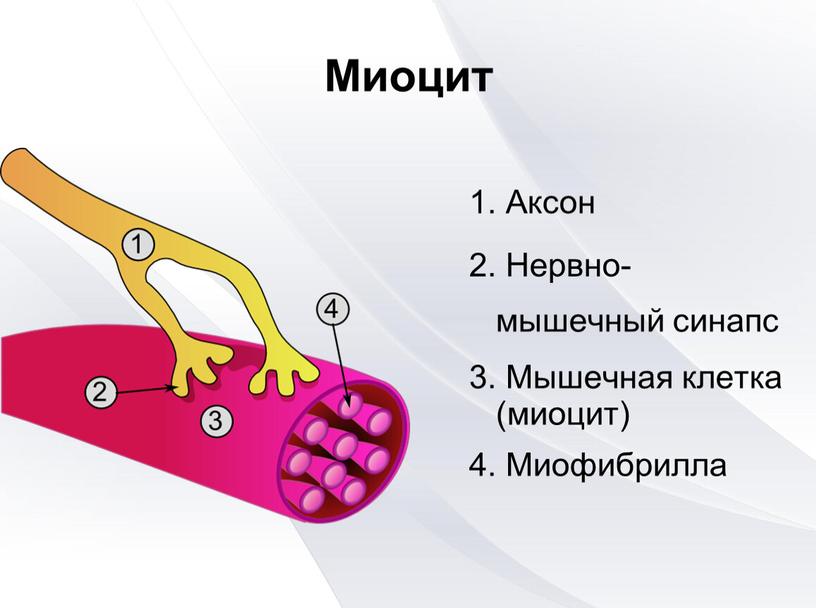 Миоцит Аксон Нервно-мышечный синапс