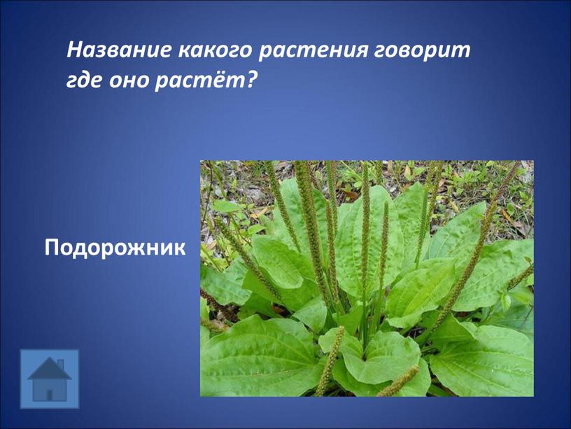 Название какого растения говорит где оно растёт?