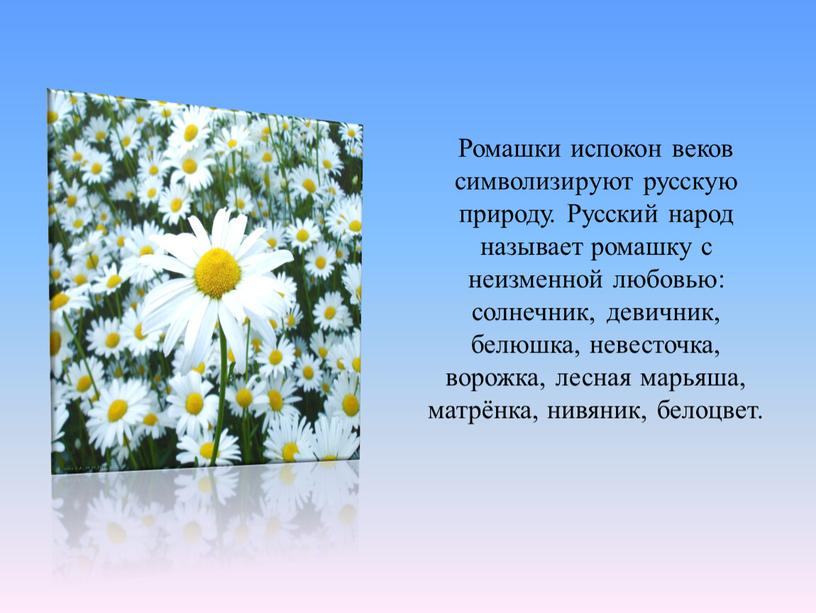 Ромашки испокон веков символизируют русскую природу