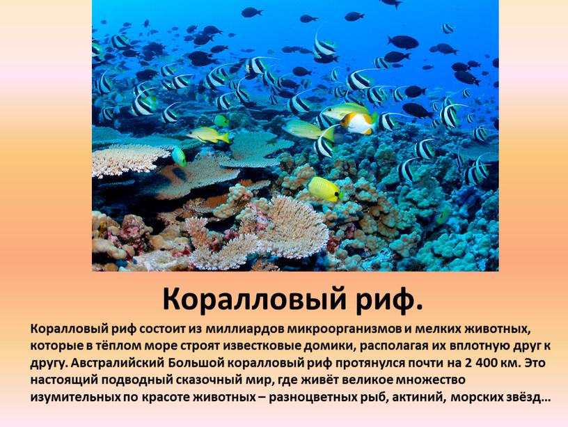 Коралловые рифы описание. Коралловые рифы сообщение. Животные которые живут в коралловых рифах. Коралловые рифы презентация. Коралловый гриб доклад.