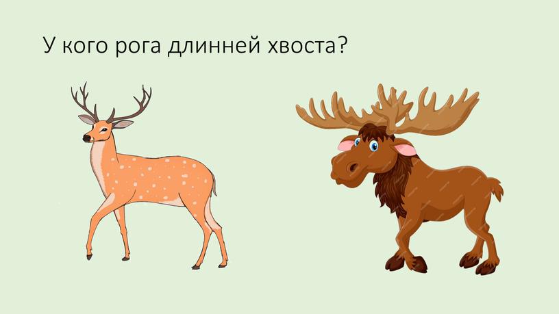 У кого рога длинней хвоста?