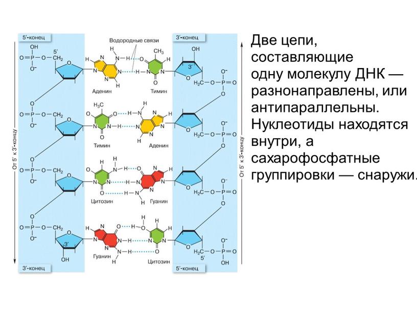 Две цепи, составляющие одну молекулу