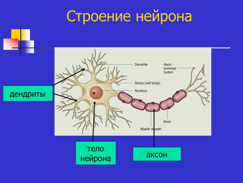 Строение нейрона дендриты тело нейрона аксон