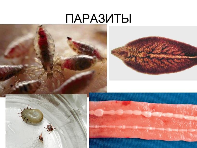 ПАРАЗИТЫ