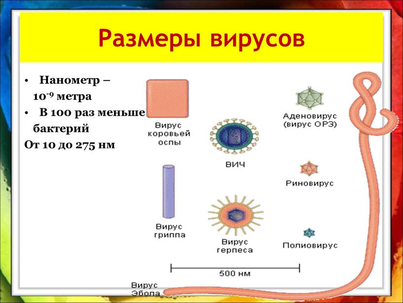 Размеры вирусов Нанометр – 10-9 метра