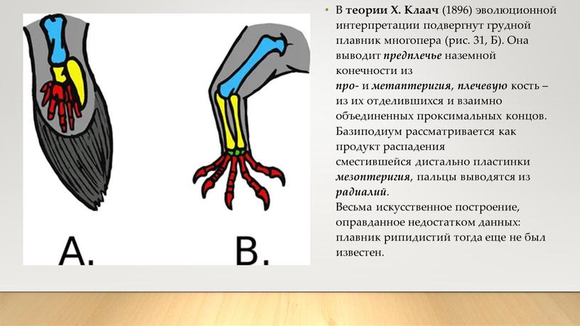 В теории Х. Клаач (1896) эволюционной интерпретации подвергнут грудной плавник многопера (рис