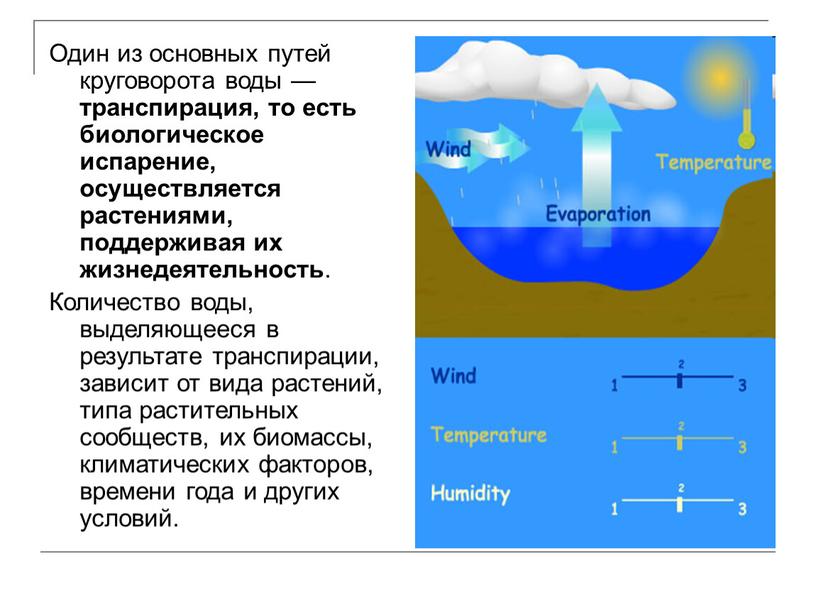 Один из основных путей круговорота воды — транспирация, то есть биологическое испарение, осуществляется растениями, поддерживая их жизнедеятельность