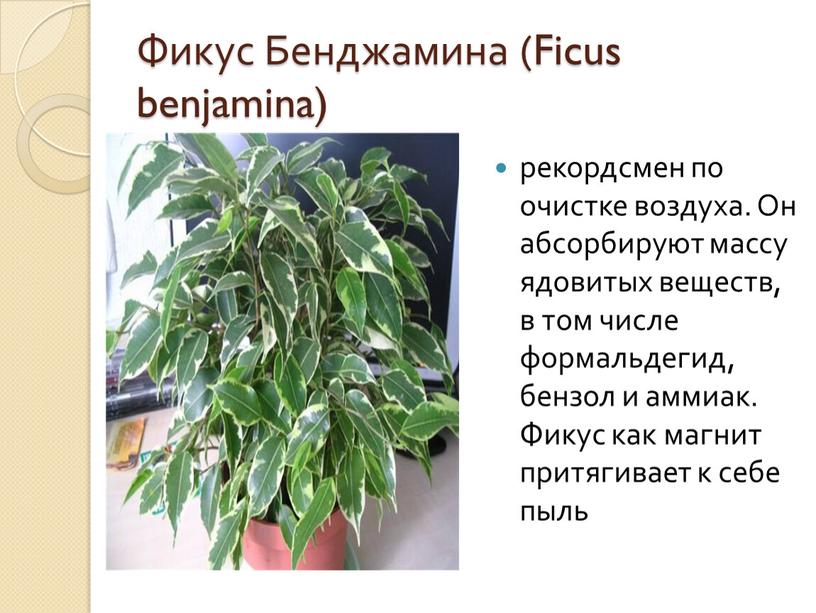 Фикус Бенджамина (Ficus benjamina) рекордсмен по очистке воздуха