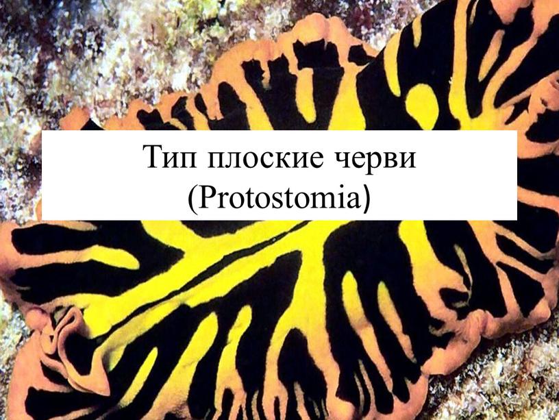 Тип плоские черви (Protostomia)