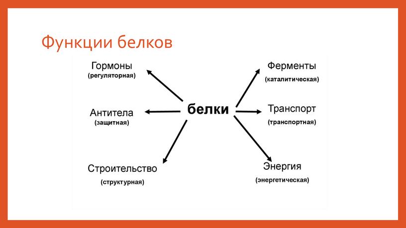 Функции белков