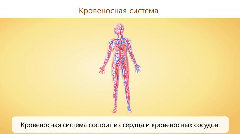 Кровеносная система Кровеносная система состоит из сердца и кровеносных сосудов