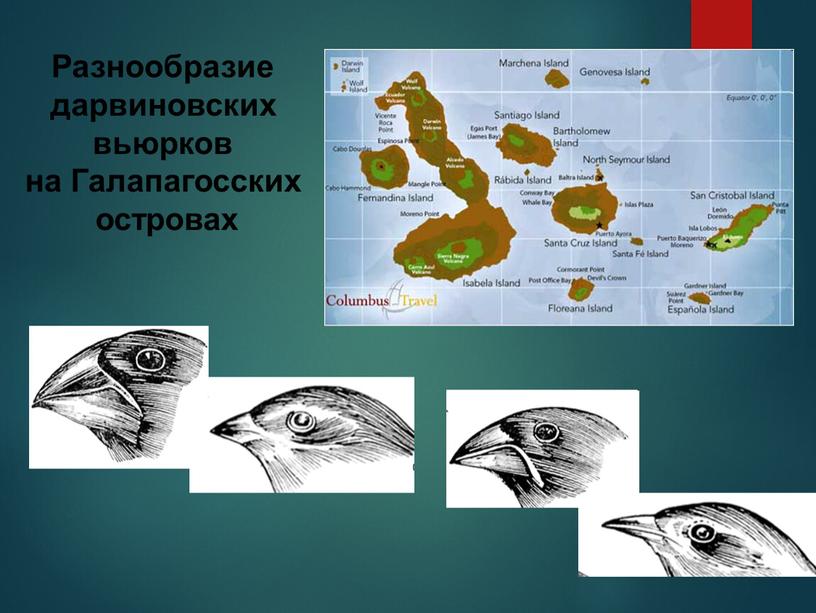 Разнообразие дарвиновских вьюрков на