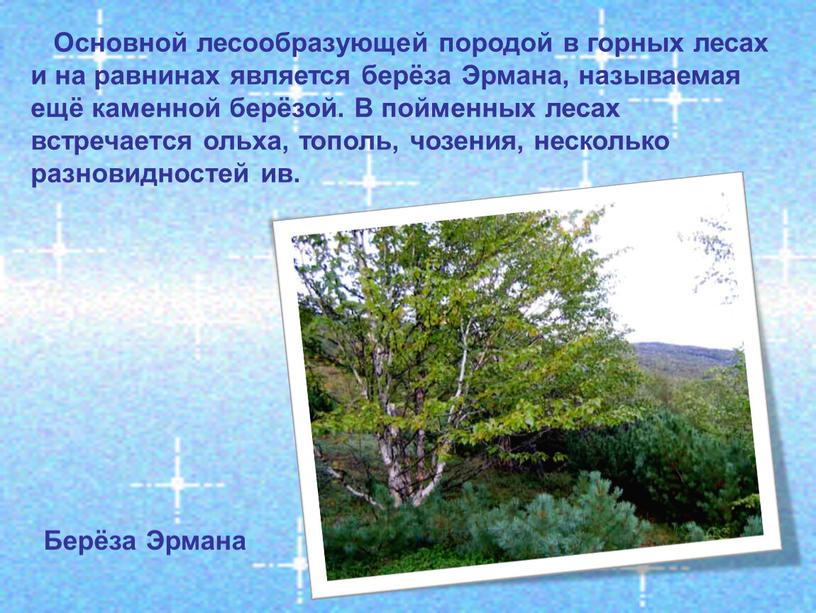 Основной лесообразующей породой в горных лесах и на равнинах является берёза