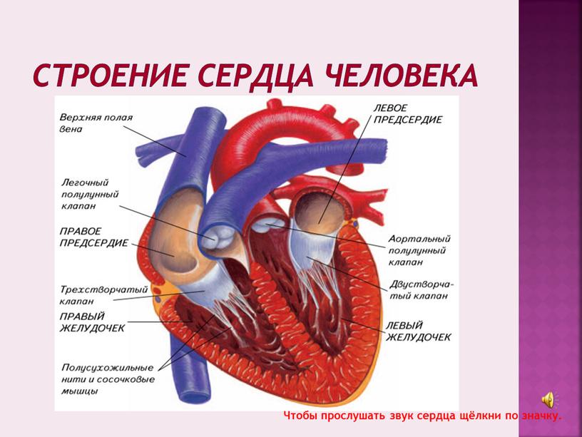 Строение сердца человека Чтобы прослушать звук сердца щёлкни по значку