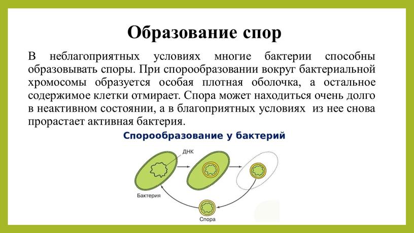 Образование спор В неблагоприятных условиях многие бактерии способны образовывать споры