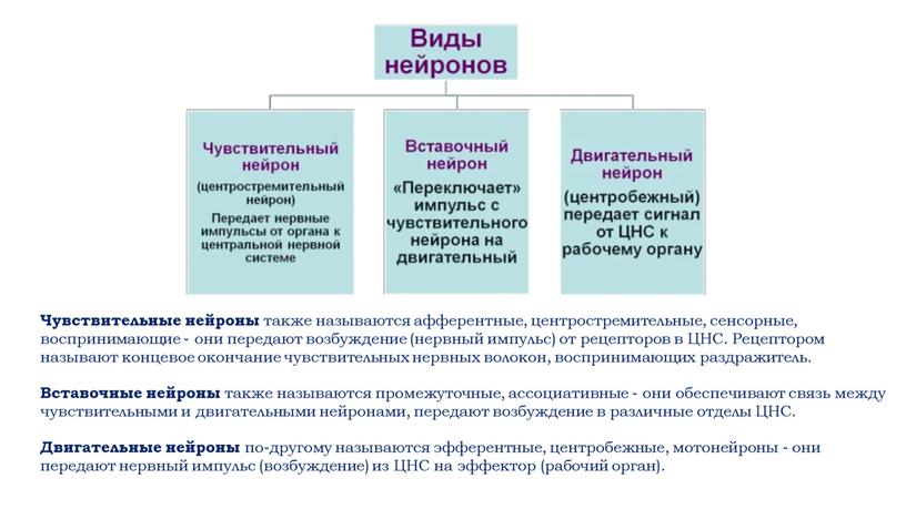 Чувствительные нейроны также называются афферентные, центростремительные, сенсорные, воспринимающие - они передают возбуждение (нервный импульс) от рецепторов в