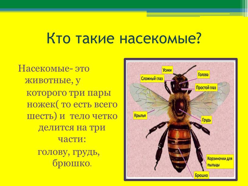 Кто такие насекомые? Насекомые- это животные, у которого три пары ножек( то есть всего шесть) и тело четко делится на три части: голову, грудь, брюшко