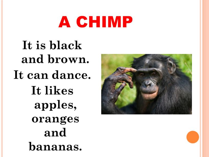 A CHIMP It is black and brown.