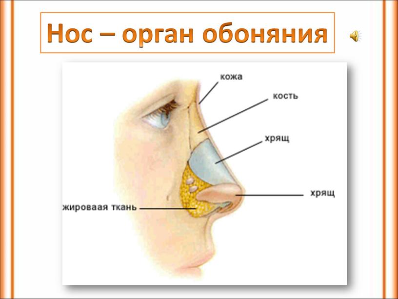 Нос – орган обоняния