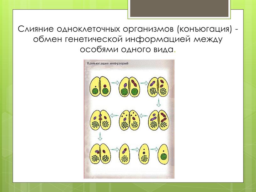 Слияние одноклеточных организмов (конъюгация) - обмен генетической информацией между особями одного вида