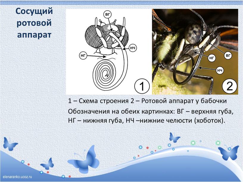 Сосущий ротовой аппарат 1 – Схема строения 2 –