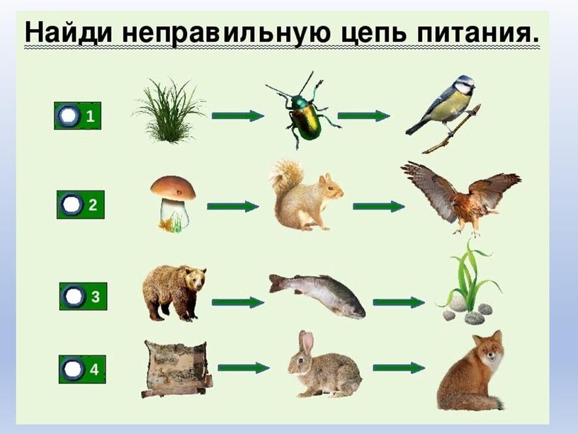 Разбор заданий №19-21 ОГЭ по биологии