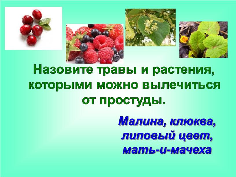 Назовите травы и растения, которыми можно вылечиться от простуды