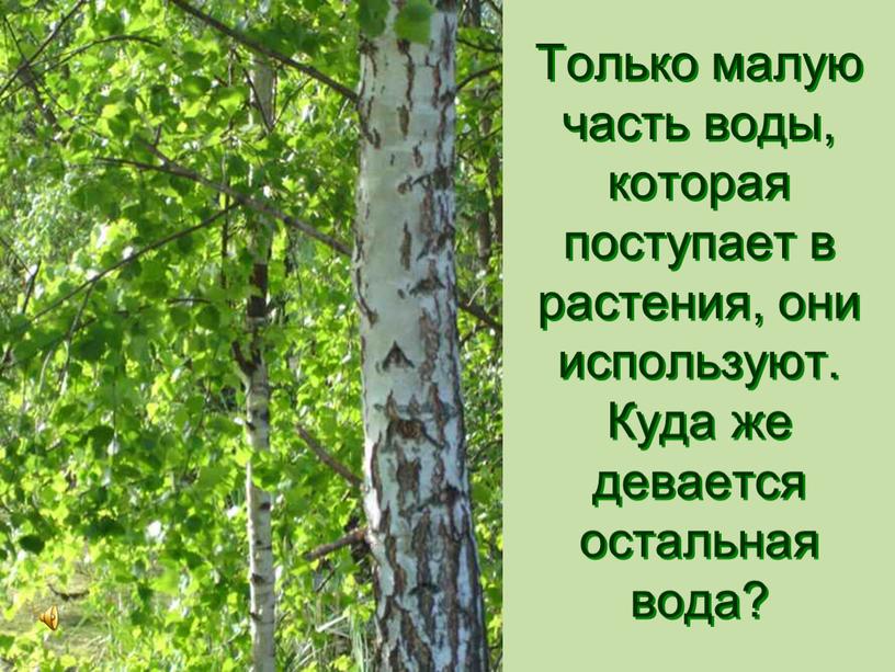 Только малую часть воды, которая поступает в растения, они используют