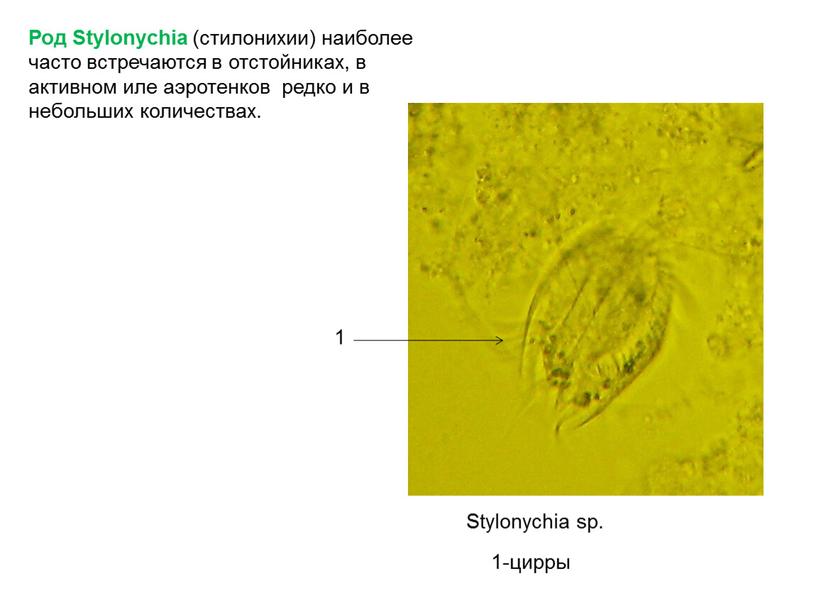 Род Stylonychia (стилонихии) наиболее часто встречаются в отстойниках, в активном иле аэротенков редко и в небольших количествах