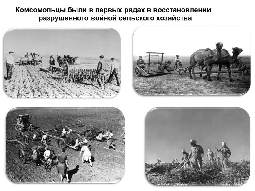 Комсомольцы были в первых рядах в восстановлении разрушенного войной сельского хозяйства