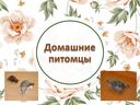 Черепахи и улитки