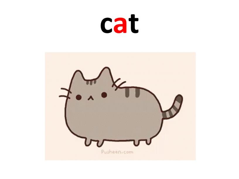 cat